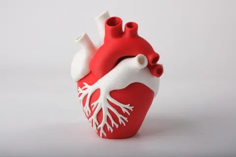 Anatomical Heart Vase — 3D printed figural vase
